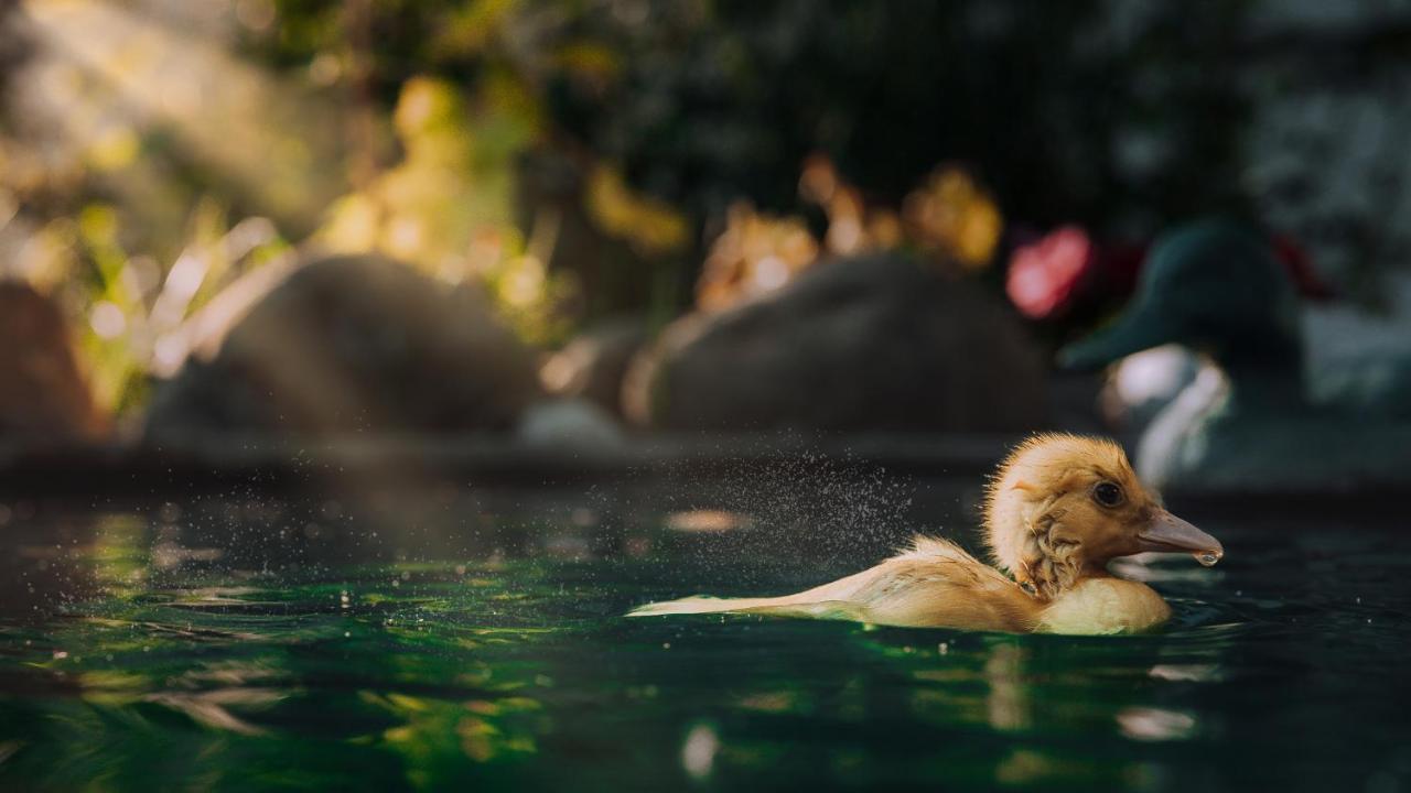 Вілла Casuta De Sub Deal - Ciubar Si Piscina Мегура Екстер'єр фото